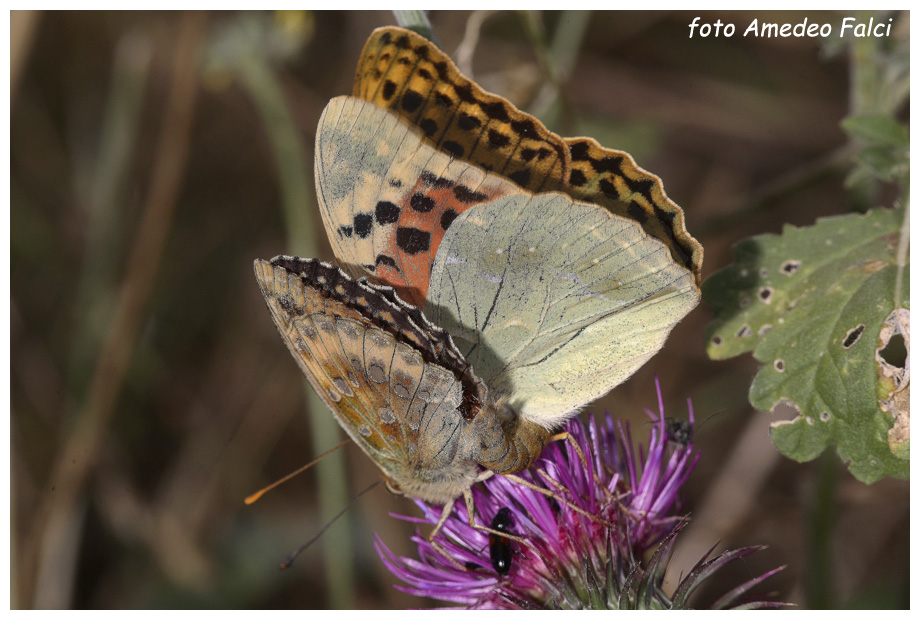 Accoppiamento interspecifico di Argynnis in Sila (CS).